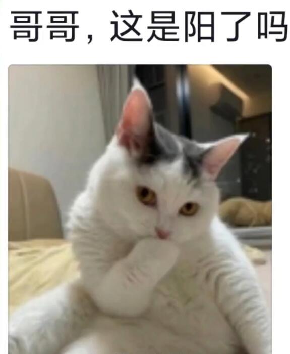 龙八娱乐app擦边猫是什么意思？擦边猫表情包